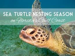 Sea Turtle Season - Jamaica Royale Siesta Key